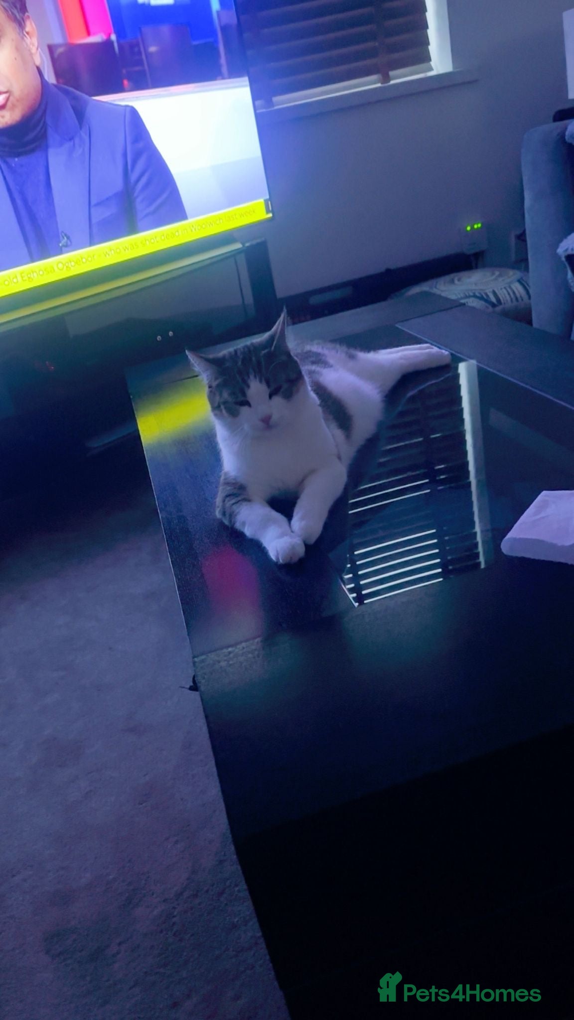 British Shorthair cats Adorable Kittens – Super Playful & Affectionate 🐱 - Advert 1