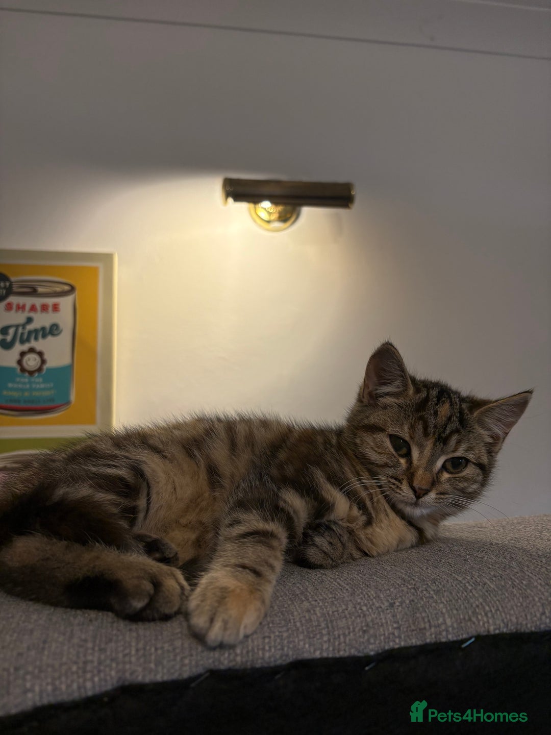 Domestic Shorthair cats for sale: 5 month old kittens - black male/tabby female - Advert 7