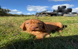 Hungarian Vizsla dogs for sale: Wirehaired Vizsla’s - Image 26