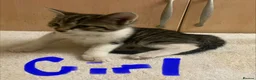 Mixed Breed cats for sale: Bengal cross kittens - Advert 6