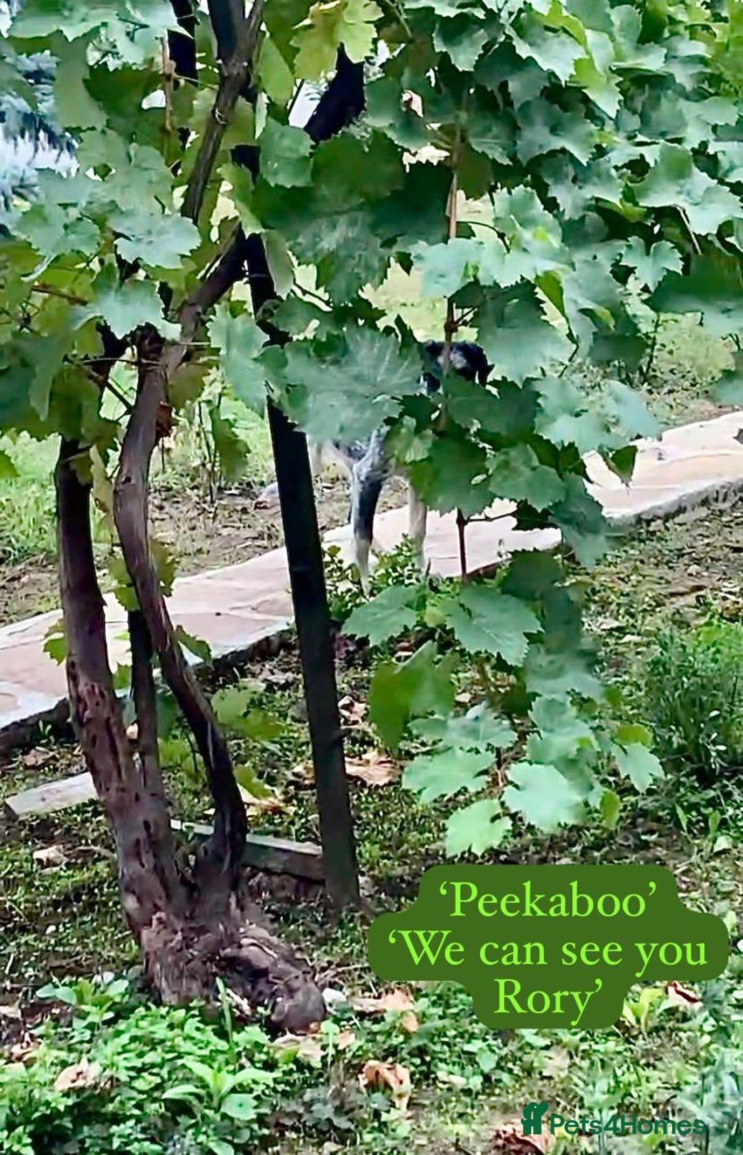 Mixed Breed dogs for adoption: Rory, 6-7 months approx. Available for adoption. - Advert 19