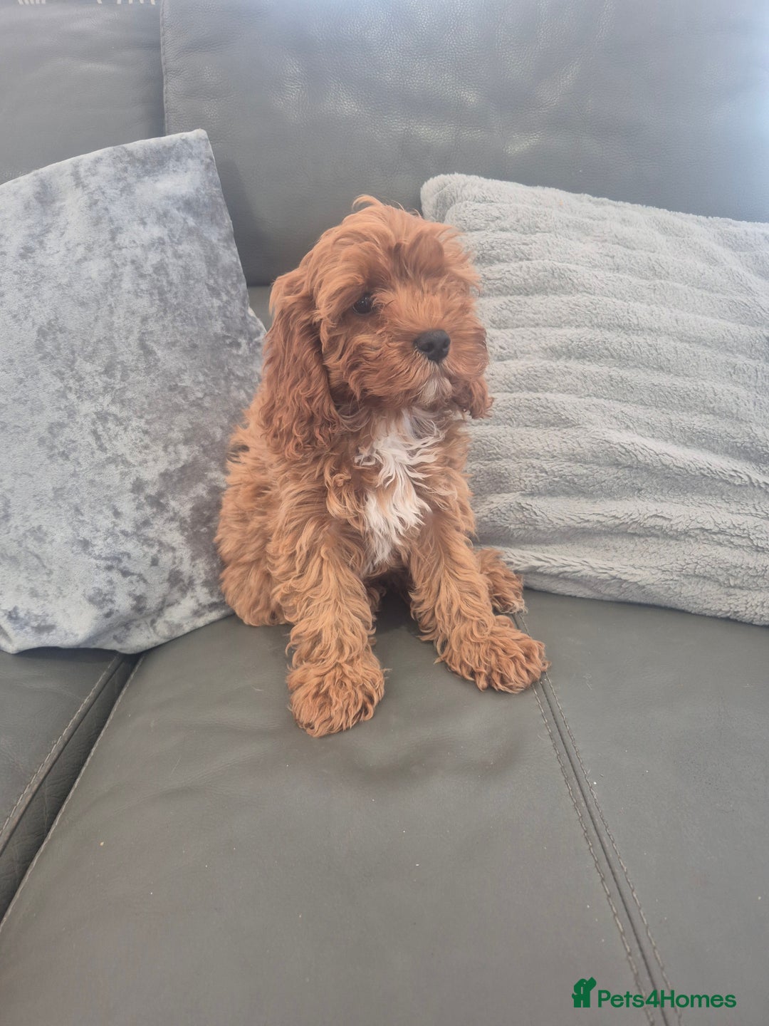 Cavapoo dogs for sale: Stunning Cavapoo Babies - ready this weekend - Image 6
