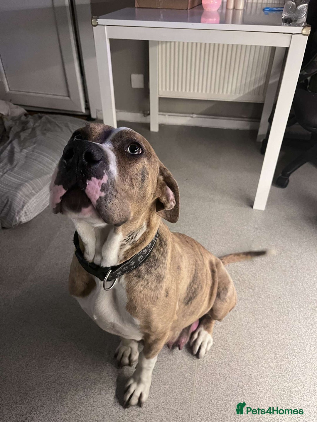 Bullmastiff dogs for sale: Bullmastiff **tiff - Ready Now - London - Image 2