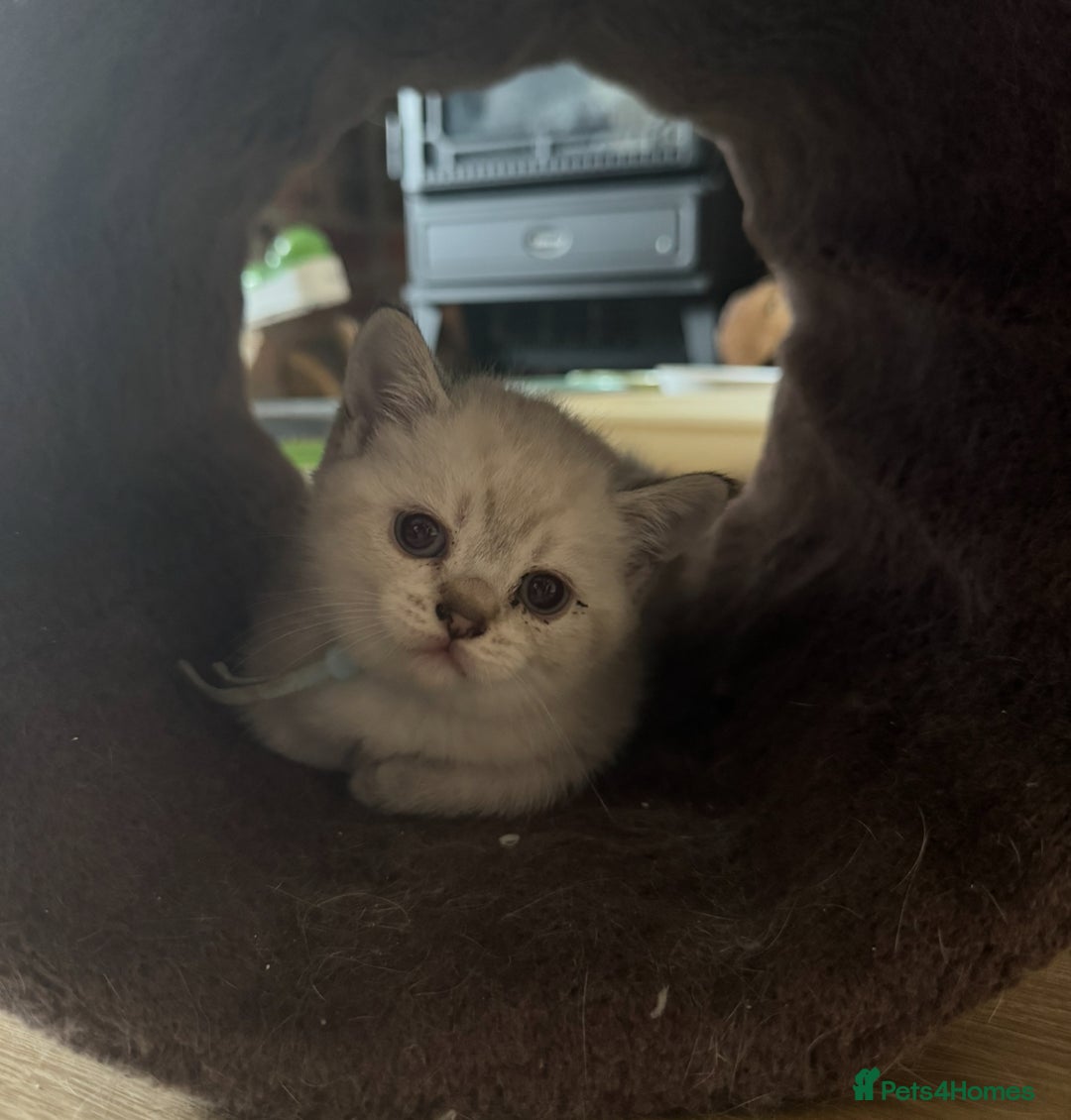 British Shorthair cats for sale:  British shorthair colourpoint pedigree kittens  - Image 19