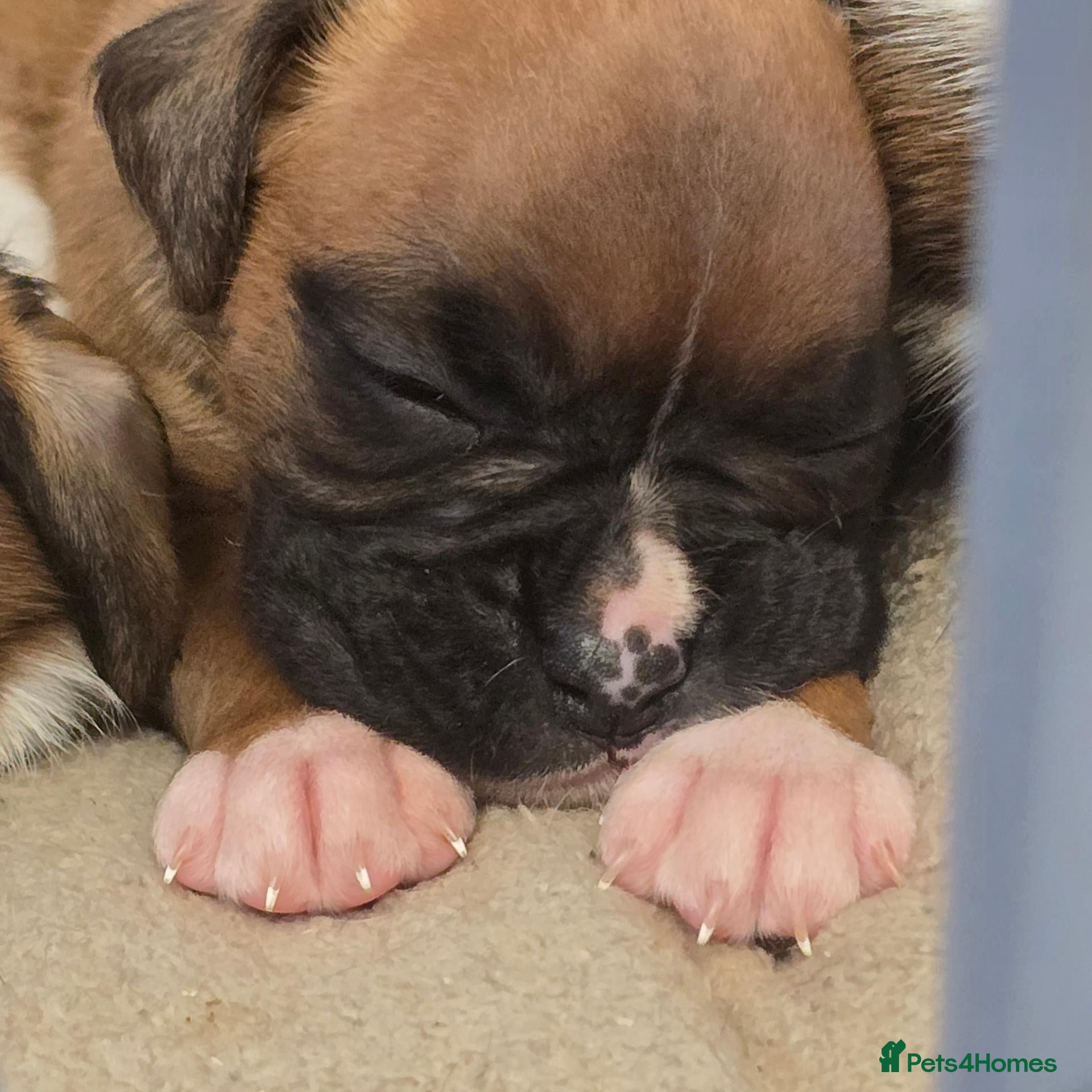Boxer dogs BEAUTIFUL BOXER PUPPIES FOR SALE LAST 2 FEMALE  - Advert 21
