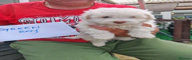 Bichon Frise Puppy 1