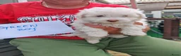 Bichon Frise dogs for sale:  6 Adorable Bichon Puppies 🐶 - Advert 7