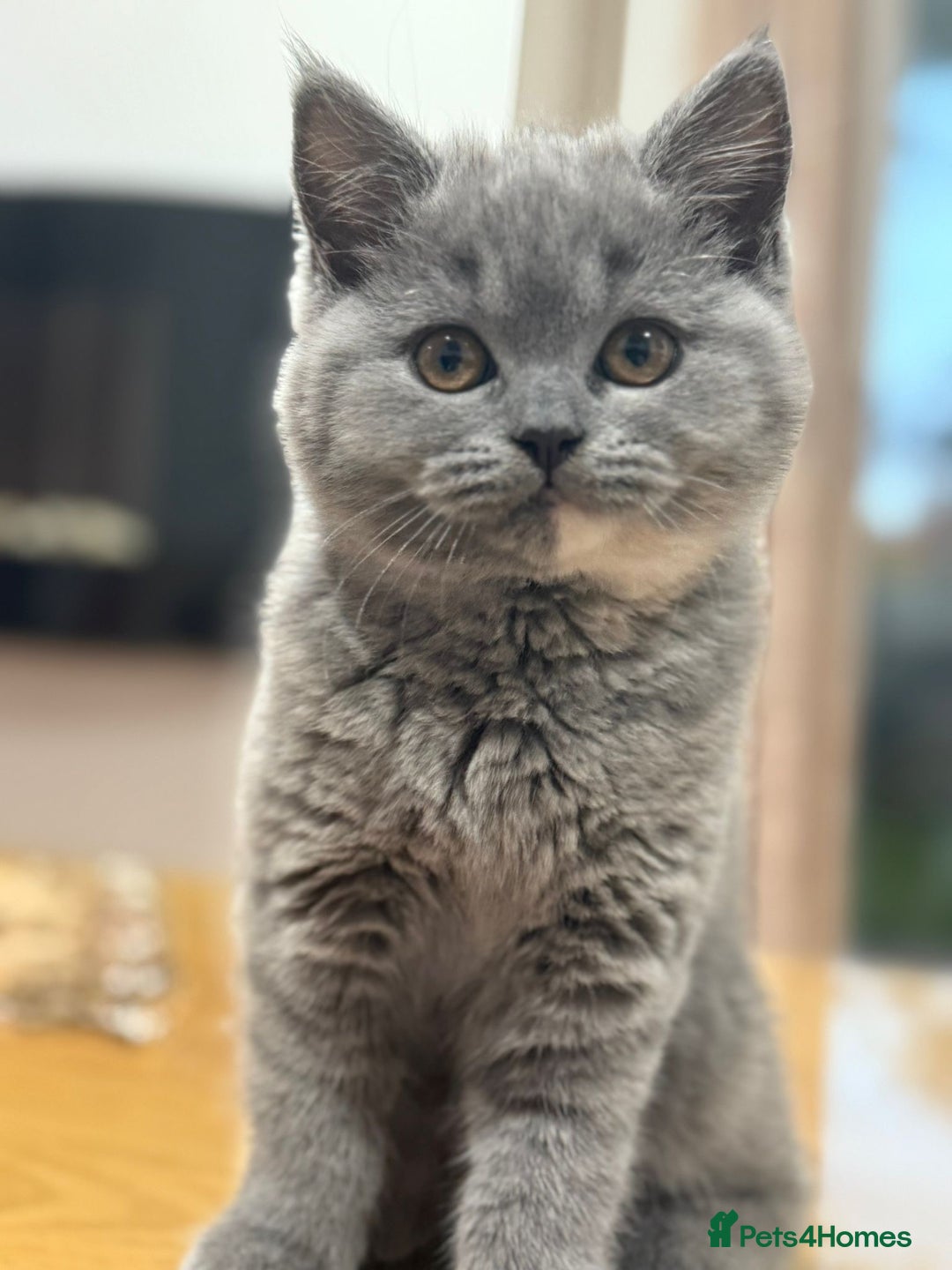 British Shorthair cats for sale: 2 female British short hair - Advert 5