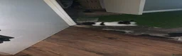 Lionhead rabbits for sale: Coco the rabbit in Thornton Heath - Advert 6