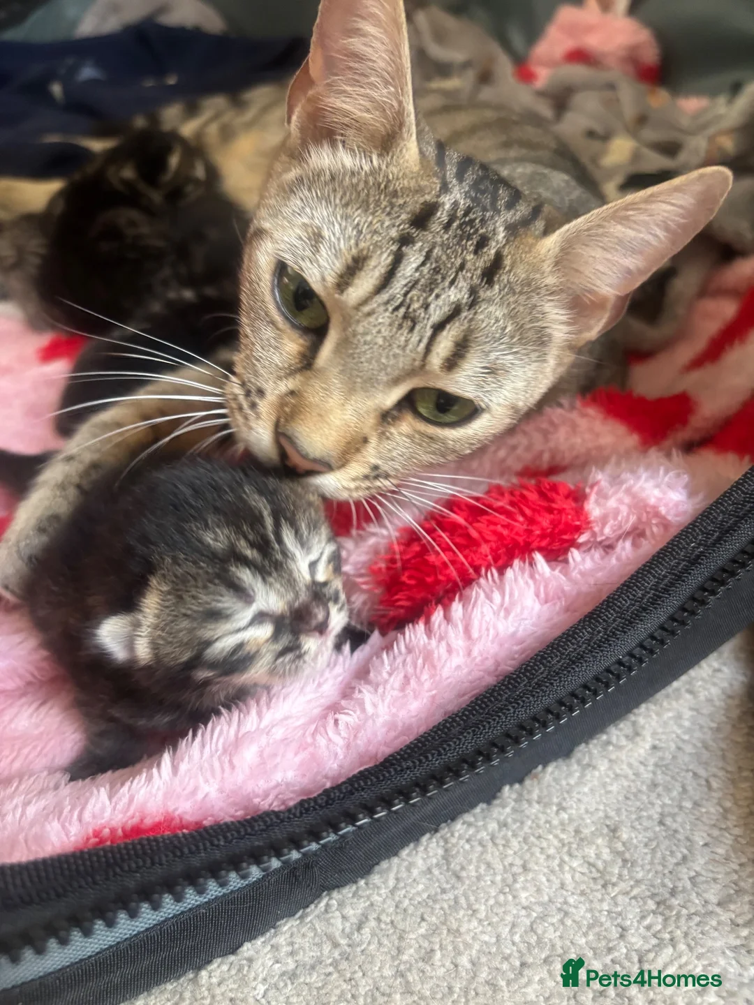 Bengal cats for sale: Bengal Cross Kittens - Advert 2