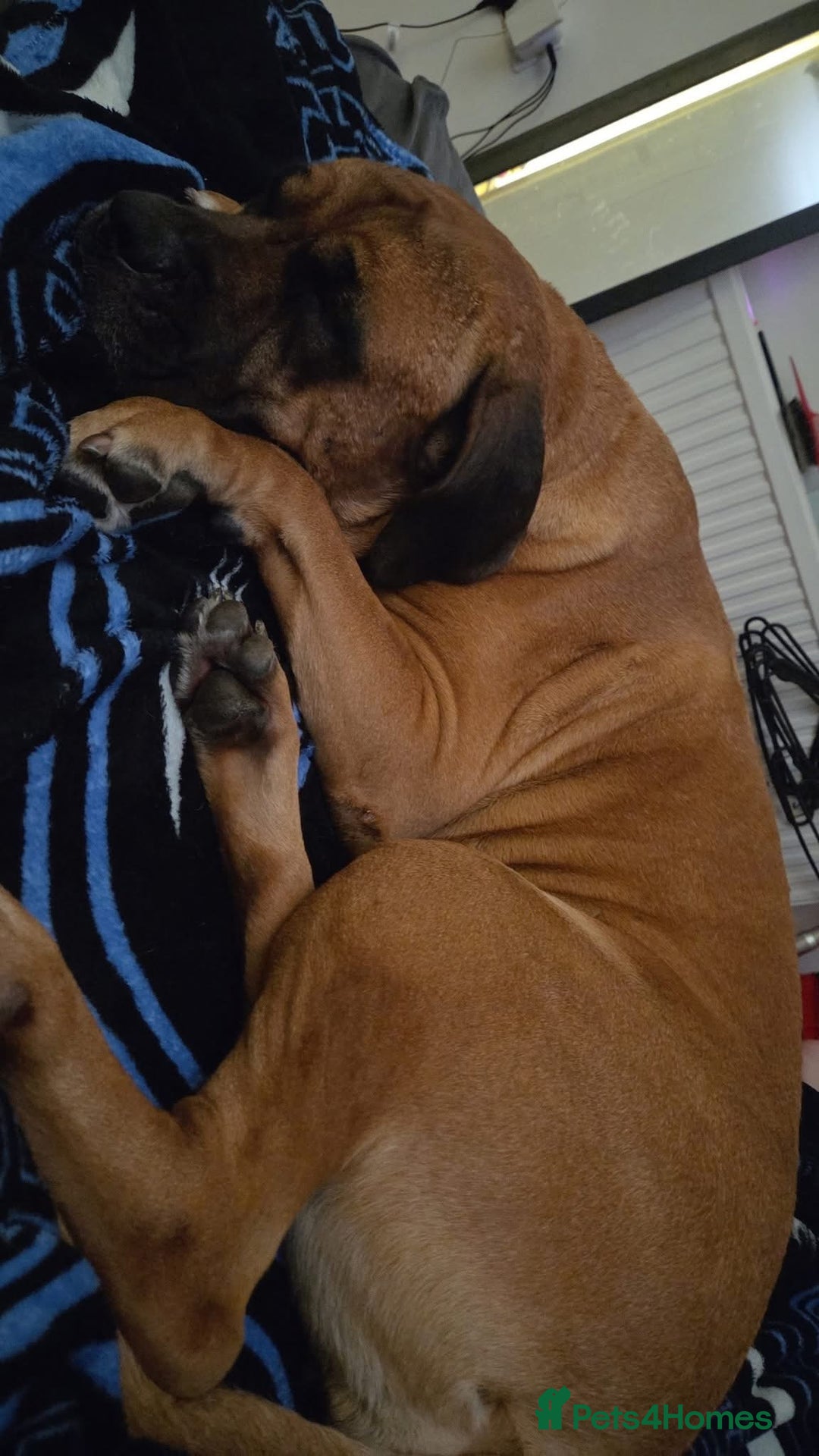 Mixed Breed dogs for sale: American Bullmastiff for sale - Image 1