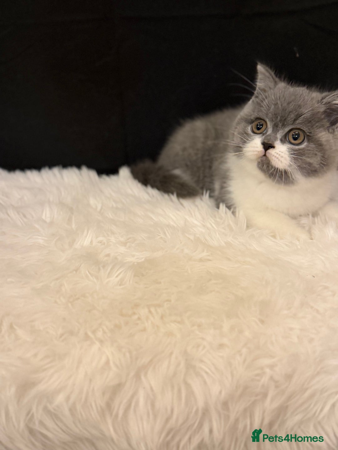British Shorthair cats for sale: Full Pedigree Registered BSH  - Advert 9