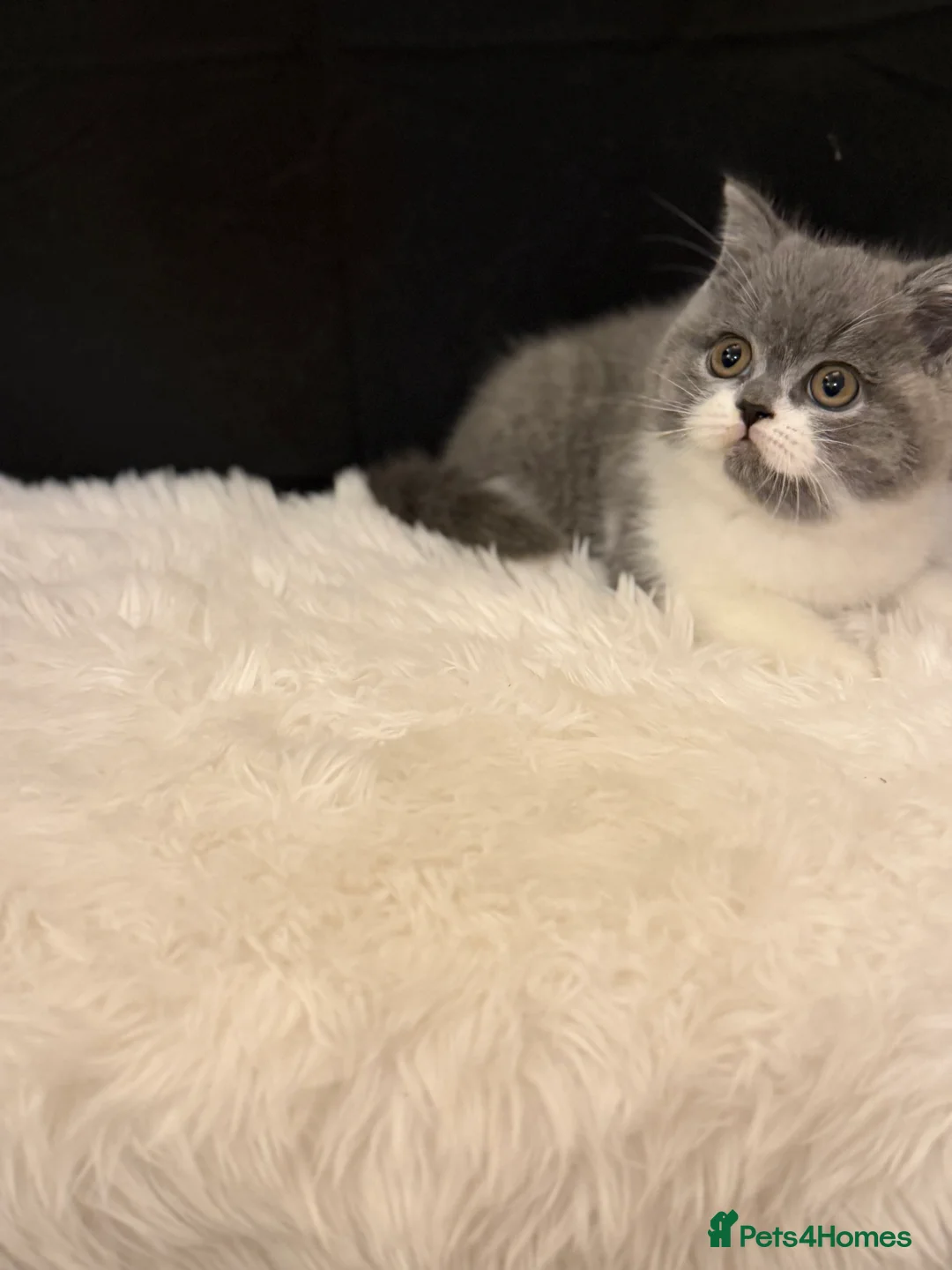 British Shorthair cats for sale: Full Pedigree Registered BSH  - Advert 15