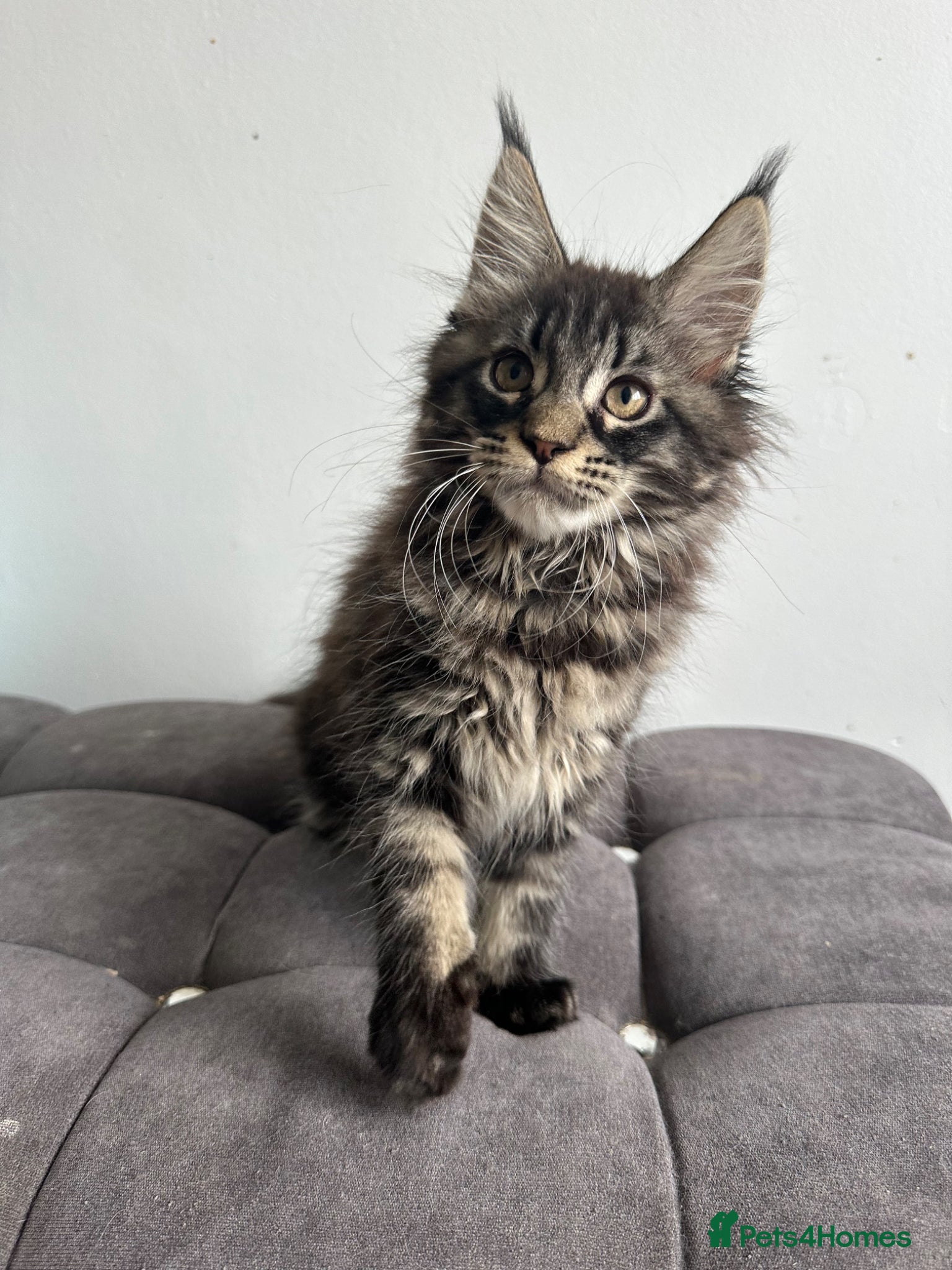 Maine Coon cats Gorgeous registered Maine coon girl- ready now - Advert 2