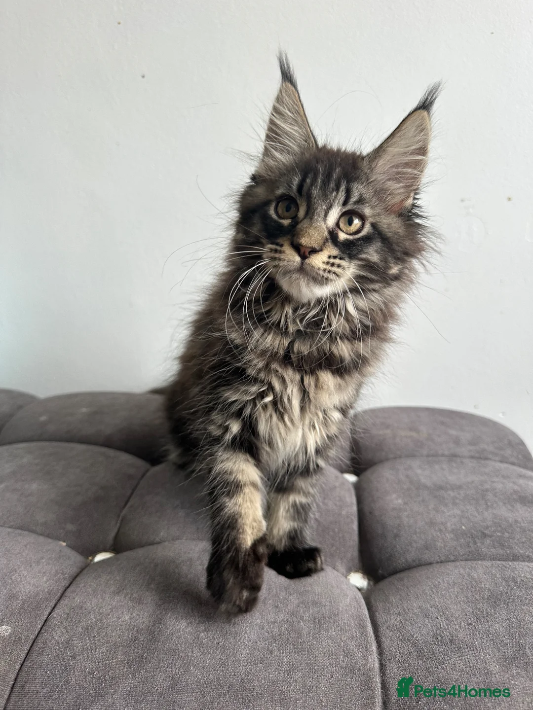 Maine Coon cats for sale: Gorgeous registered Maine coon girl- ready now - Advert 2