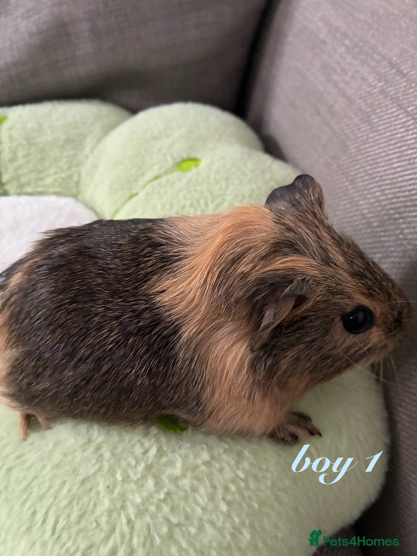 Guinea Pig rodents for sale: Baby boy guinea pigs for sale - Advert 1
