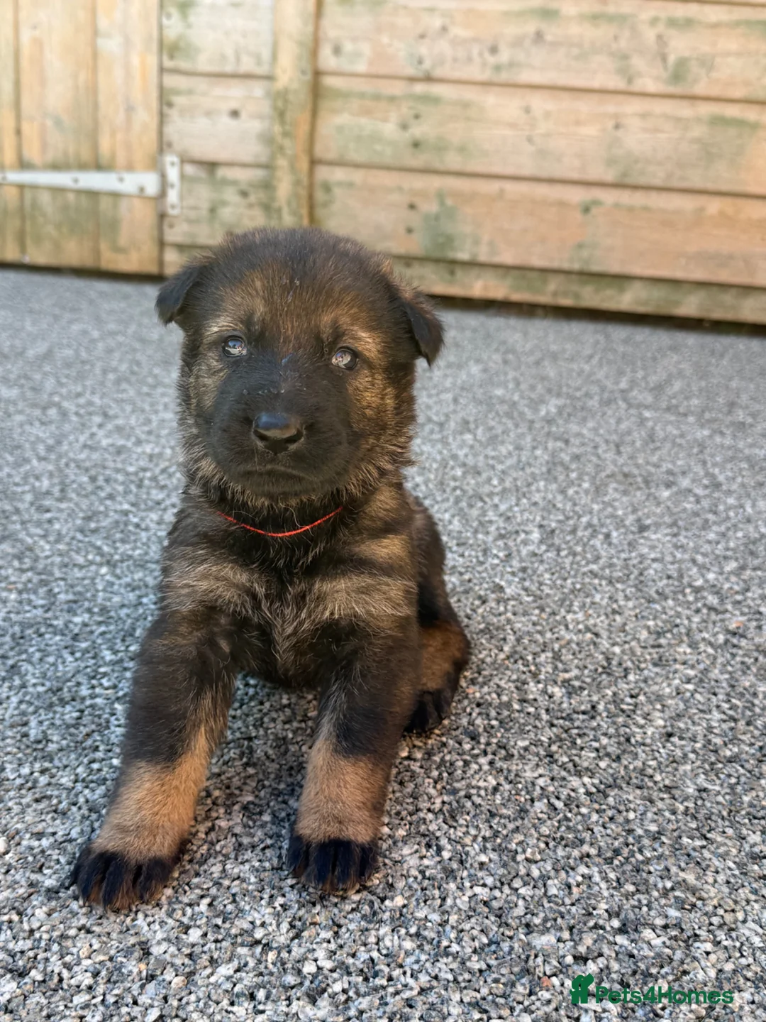 German Shepherd dogs for sale: Exceptional KC Reg Czech Working Line GSD Puppies - Advert 2