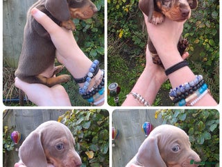 Miniature Dachshund dogs - Advert 15
