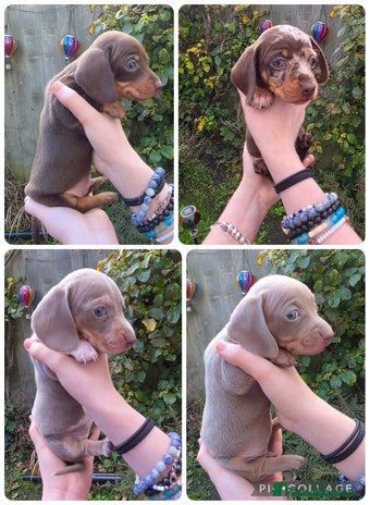 Miniature Dachshund dogs - Advert 4