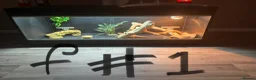 Bearded Dragon reptiles for sale: 3 bearded dragons  - Advert 3
