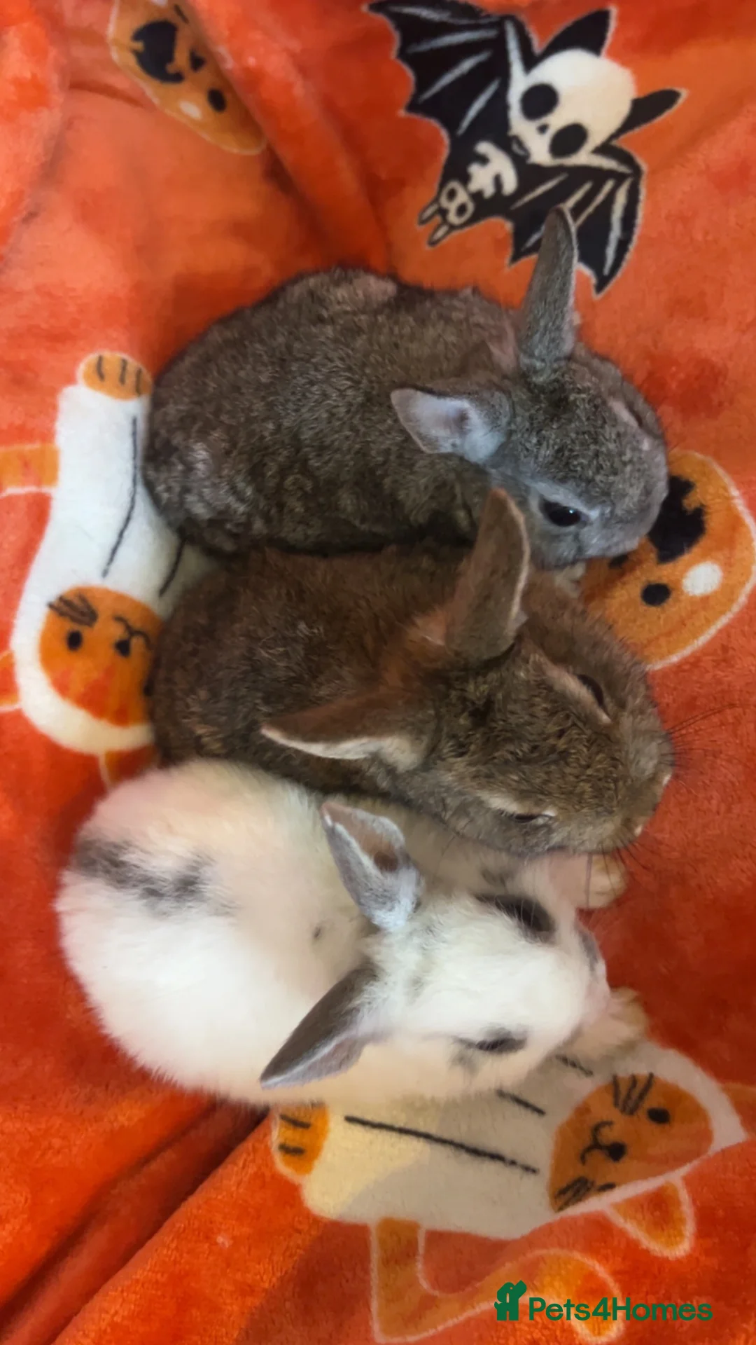 Netherland Dwarf rabbits for sale: Netherland dwarf babies - Advert 8