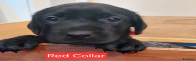 Labrador Retriever Puppy 8 - RESERVED