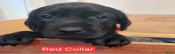 Labrador Retriever dogs for sale: 1 KC Registered Labrador left -READY TO LEAVE - Advert 13