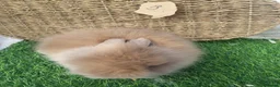 Lionhead rabbits for sale: Double Mane Lionheads - Advert 16
