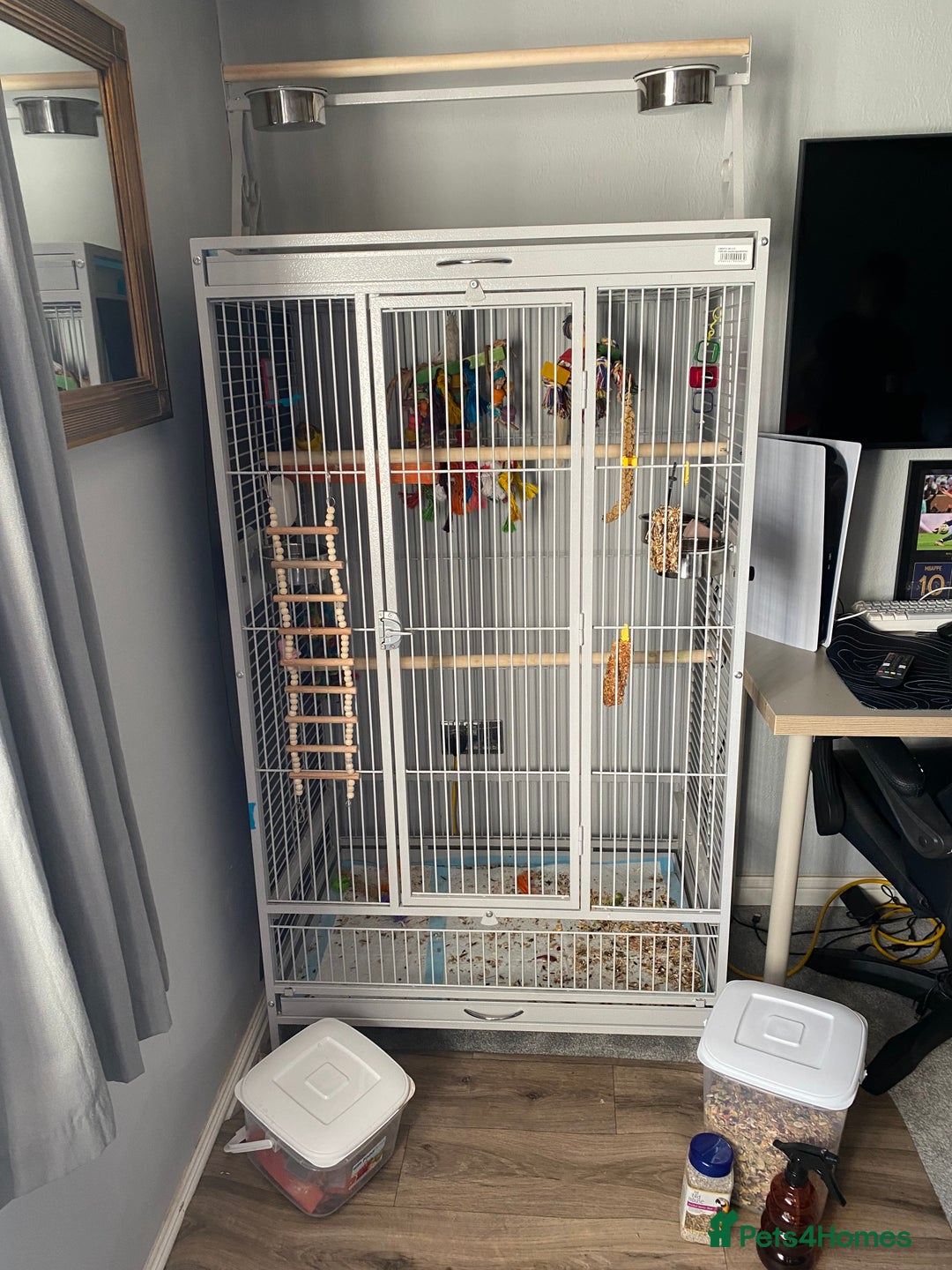 Parakeets birds for sale: Kakariki female ( kiwi) - Advert 3