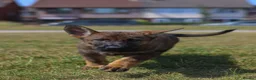 German Shepherd dogs for sale: kc reg working line GSD - Advert 12