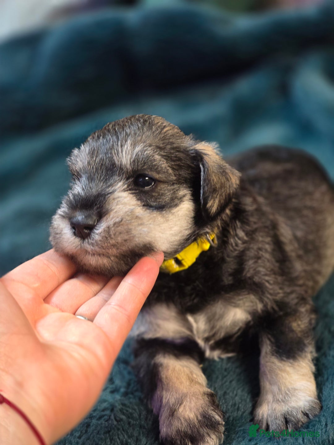 Miniature Schnauzer dogs for sale: 3 puppys left -KC - Miniature Schnauzer Puppies - Image 13