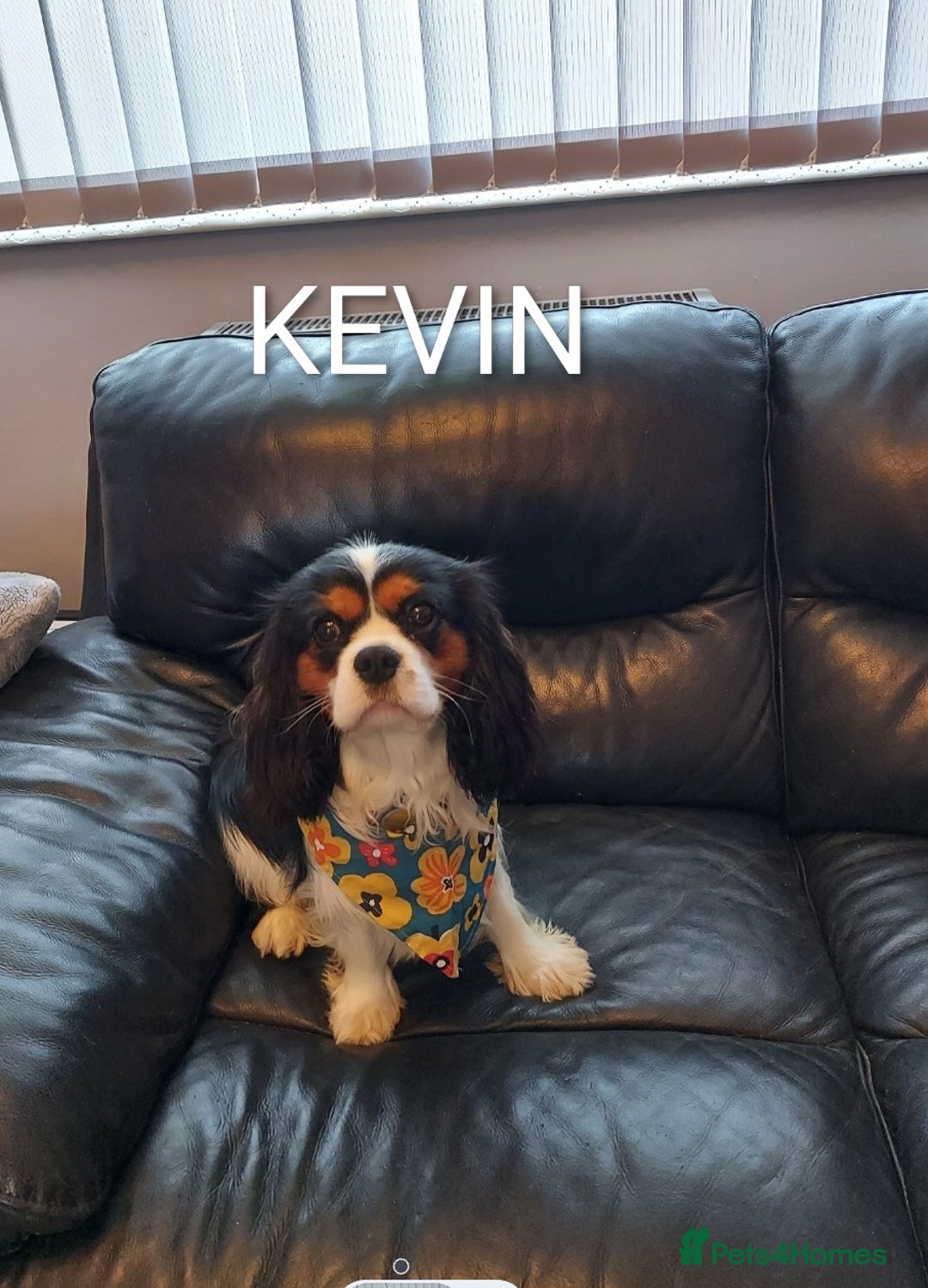 Cavalier King Charles Spaniel dogs for stud: CKCS STUD DOG/ DNA / CHAMPION LINES  - Image 5