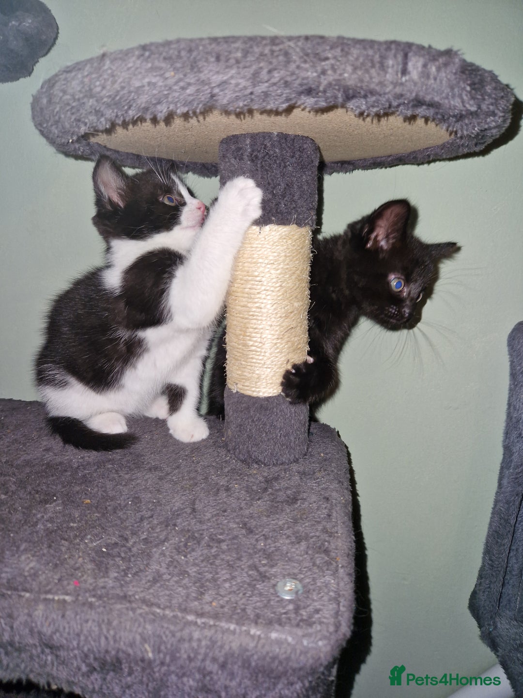 Mixed Breed cats for sale: Kittens - Image 7