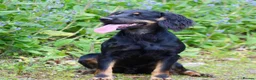 Cocker Spaniel dogs for stud: Black and Tan Cocker Spaniel at Stud - Advert 2