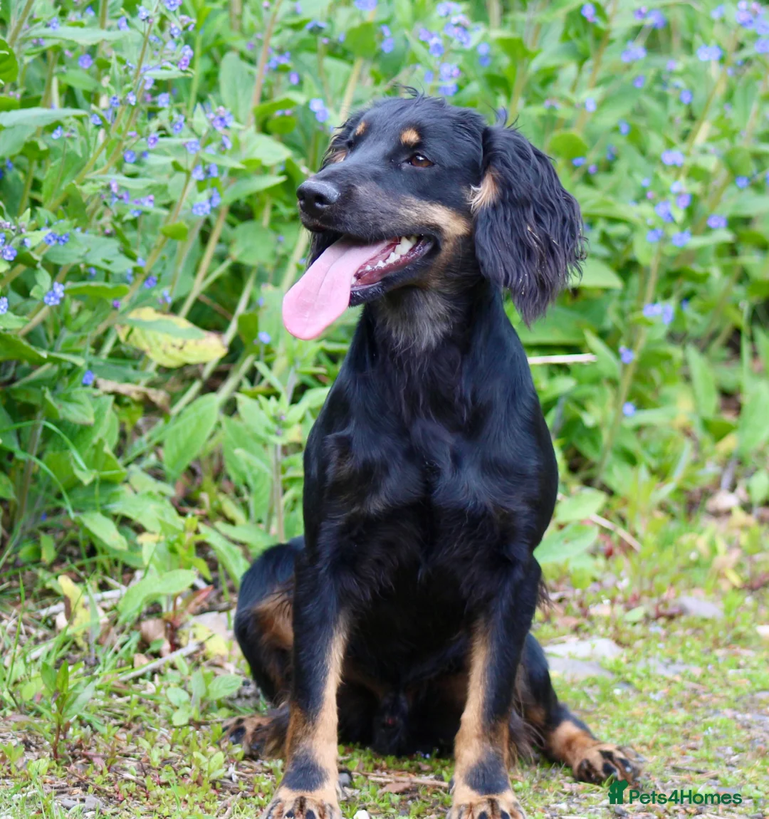 Cocker Spaniel dogs for stud: Black and Tan Cocker Spaniel at Stud - Advert 2
