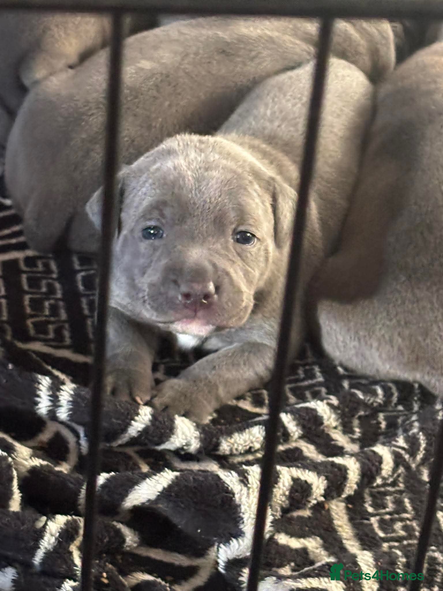 Staffordshire Bull Terrier dogs Two male four female - Advert 3