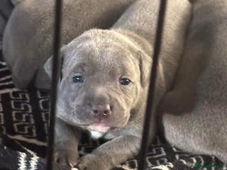 Staffordshire Bull Terrier dogs Two male four female - Advert 3