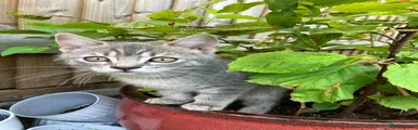 Bengal 2