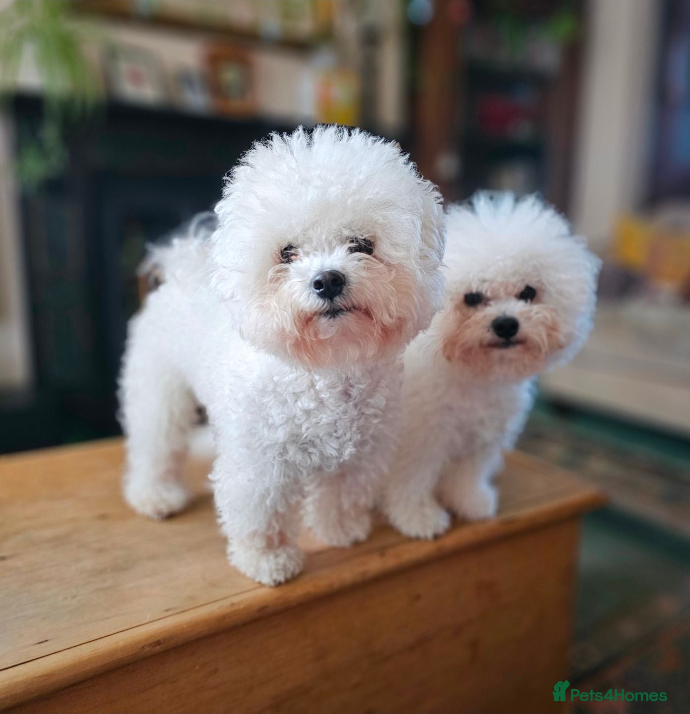 Bichon Frise dogs Bichon Frise puppy's  - Advert 2