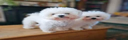 Bichon Frise dogs for sale: Bichon Frise puppy's  - Advert 2