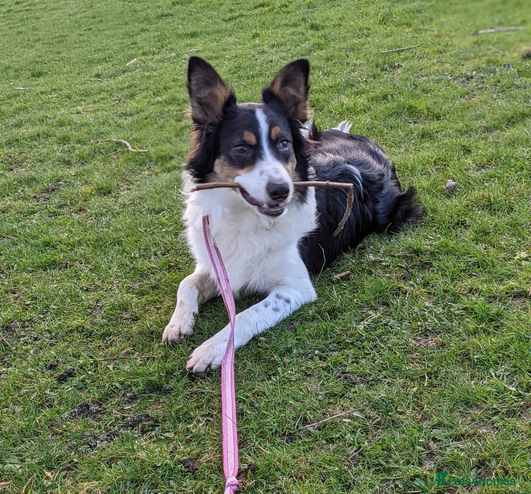 Border Collie dogs for sale: Experienced forever home only  - Advert 19