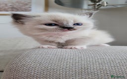 Ragdoll cats for sale: Adorable Ragdoll Kittens  - Image 16