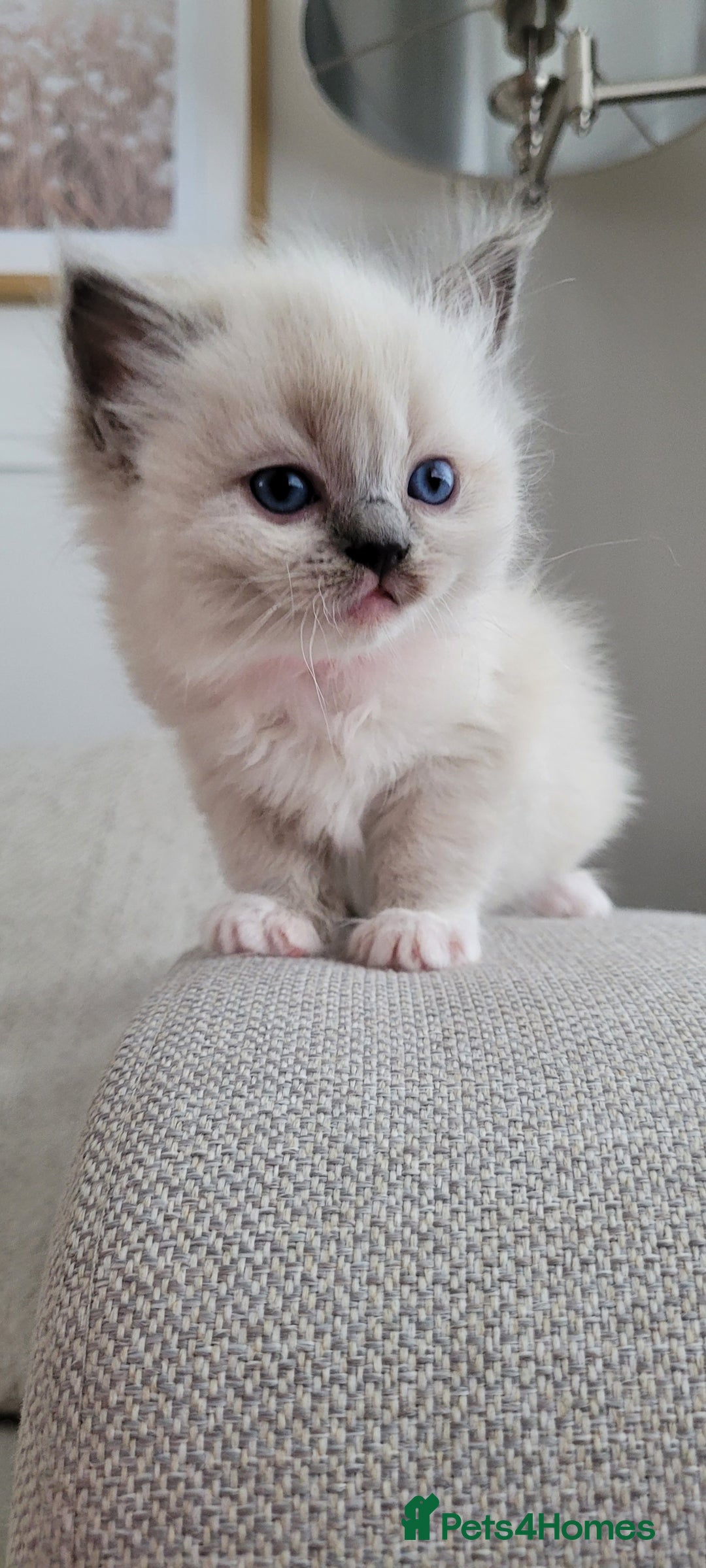 Ragdoll cats for sale: Adorable Ragdoll Kittens  - Image 16