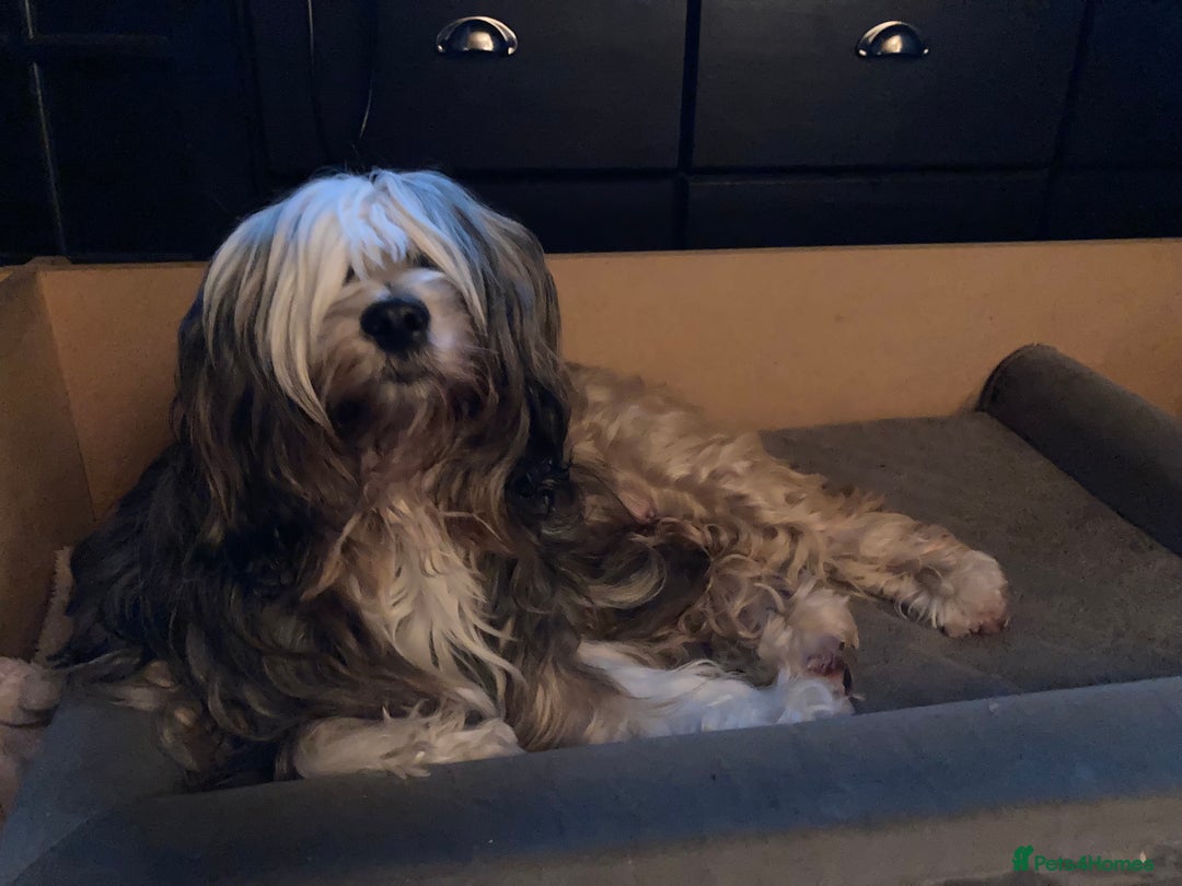 Tibetan Terrier dogs for sale: Beautiful KC registered Tibetan terrier puppy - Advert 6