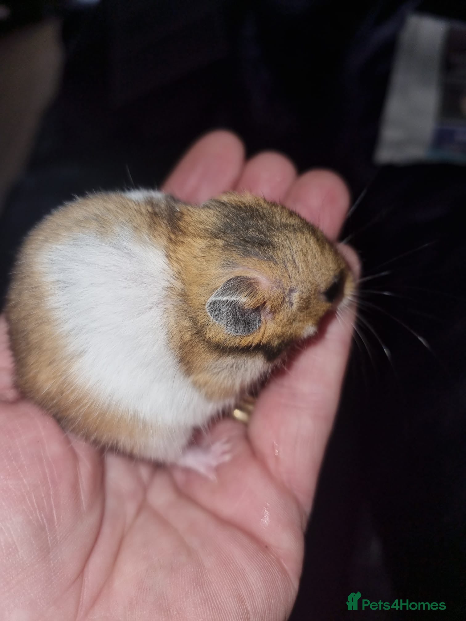 Hamster rodents Baby Syrian hamsters  - Advert 15