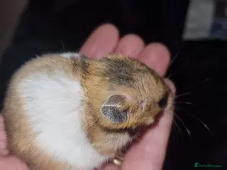 Hamster rodents Baby Syrian hamsters - Advert 15