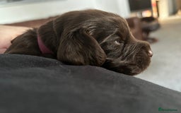 Cocker Spaniel dogs for sale: Final 2 pups in the Litter - Image 9