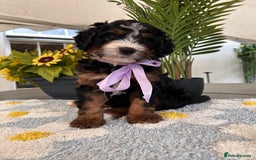 Bernedoodle dogs for sale: Curtabemdoodles Bernedoodles  - Image 14