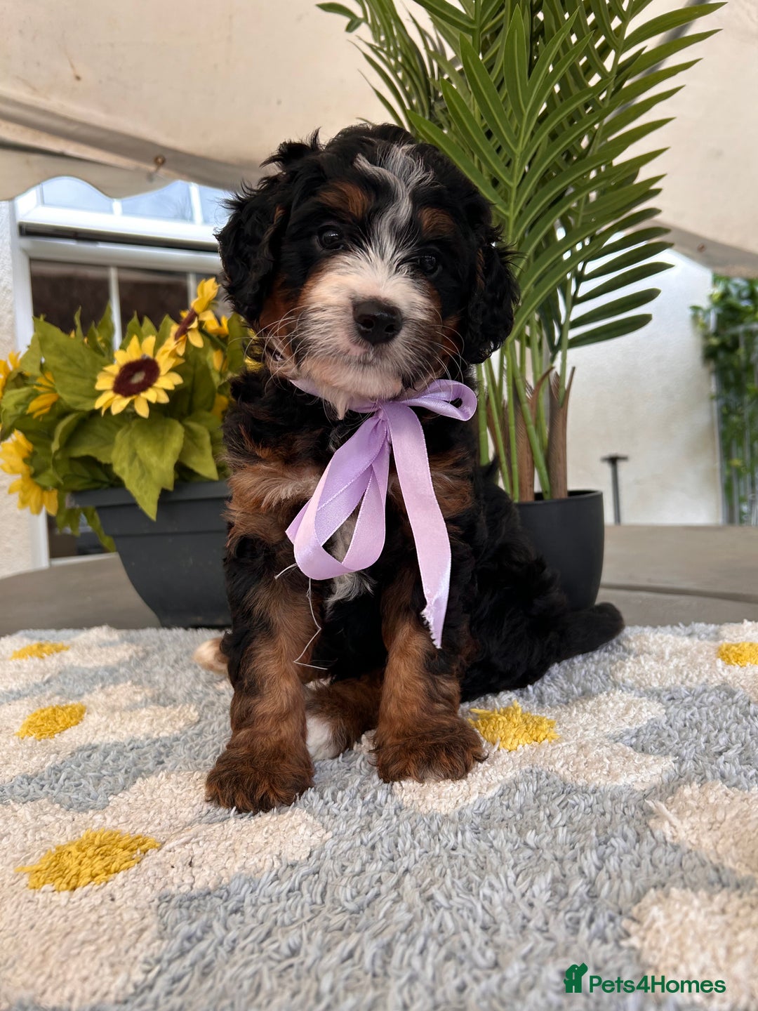 Bernedoodle dogs for sale: Curtabemdoodles Bernedoodles  - Image 14