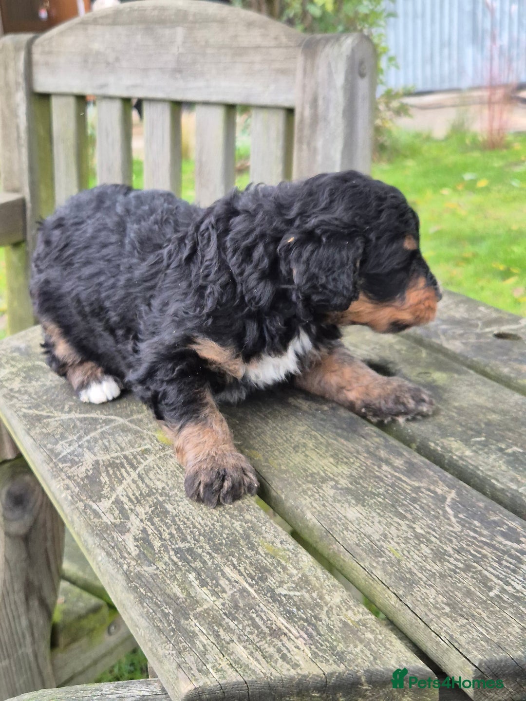 Bernedoodle dogs for sale: F1 Bernedoodle - Advert 8
